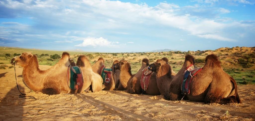 Majestic Gobi Tour Operator And Guest House Ulán Bator Exterior foto